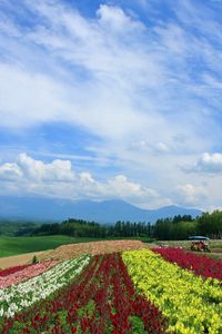 Preview wallpaper field, poppies, flowers, ranks, japan, plantation