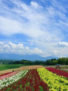 Preview wallpaper field, poppies, flowers, ranks, japan, plantation