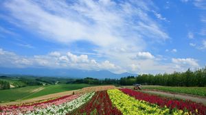 Preview wallpaper field, poppies, flowers, ranks, japan, plantation