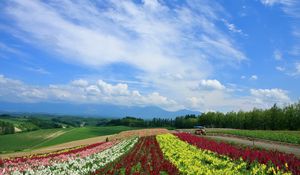 Preview wallpaper field, poppies, flowers, ranks, japan, plantation