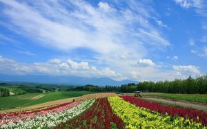 Preview wallpaper field, poppies, flowers, ranks, japan, plantation