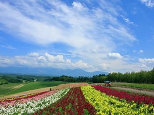 Preview wallpaper field, poppies, flowers, ranks, japan, plantation