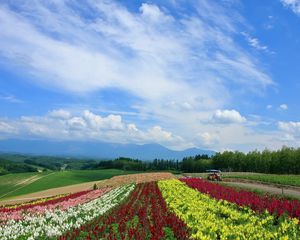 Preview wallpaper field, poppies, flowers, ranks, japan, plantation