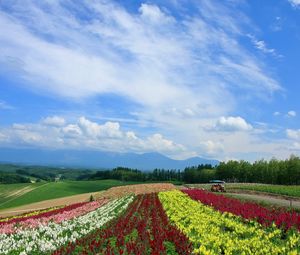 Preview wallpaper field, poppies, flowers, ranks, japan, plantation