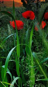 Preview wallpaper field, poppies, grass, ears, nature