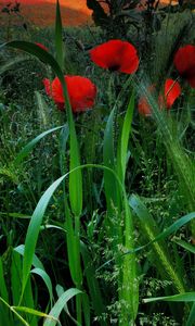 Preview wallpaper field, poppies, grass, ears, nature