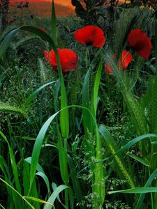 Preview wallpaper field, poppies, grass, ears, nature