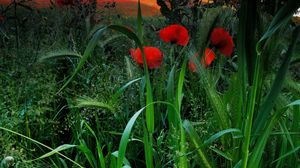 Preview wallpaper field, poppies, grass, ears, nature