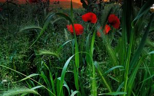 Preview wallpaper field, poppies, grass, ears, nature