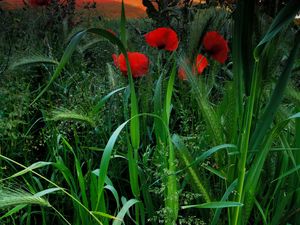 Preview wallpaper field, poppies, grass, ears, nature