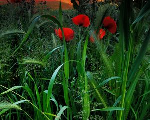 Preview wallpaper field, poppies, grass, ears, nature