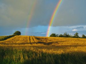 Preview wallpaper field, rainbow, landscape, sky, after rain
