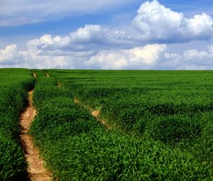 Preview wallpaper field, road, landscape, summer