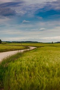 Preview wallpaper field, road, nature, summer