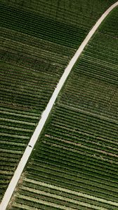 Preview wallpaper field, road, stripes, plantation