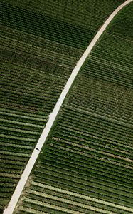 Preview wallpaper field, road, stripes, plantation