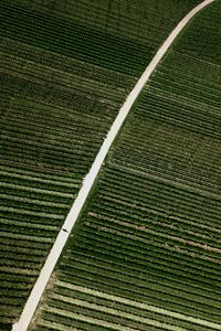 Preview wallpaper field, road, stripes, plantation