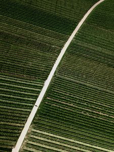 Preview wallpaper field, road, stripes, plantation