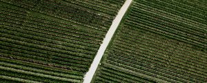 Preview wallpaper field, road, stripes, plantation