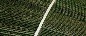 Preview wallpaper field, road, stripes, plantation