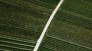 Preview wallpaper field, road, stripes, plantation