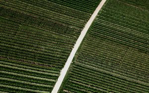 Preview wallpaper field, road, stripes, plantation