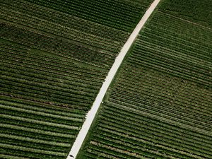 Preview wallpaper field, road, stripes, plantation