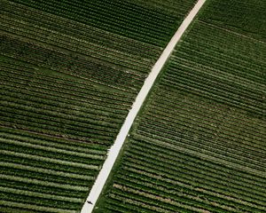 Preview wallpaper field, road, stripes, plantation