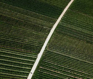 Preview wallpaper field, road, stripes, plantation