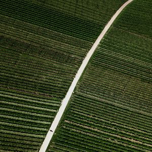 Preview wallpaper field, road, stripes, plantation