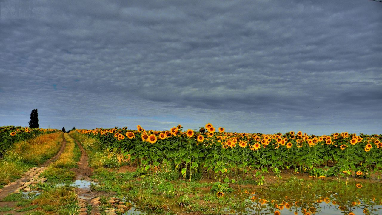 Wallpaper field, road, sunflowers, clouds, landscape