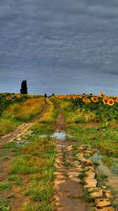 Preview wallpaper field, road, sunflowers, clouds, landscape
