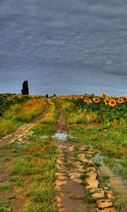 Preview wallpaper field, road, sunflowers, clouds, landscape