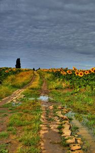 Preview wallpaper field, road, sunflowers, clouds, landscape