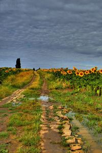 Preview wallpaper field, road, sunflowers, clouds, landscape