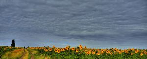 Preview wallpaper field, road, sunflowers, clouds, landscape