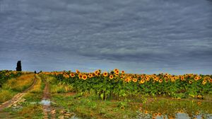 Preview wallpaper field, road, sunflowers, clouds, landscape