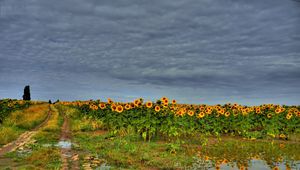 Preview wallpaper field, road, sunflowers, clouds, landscape