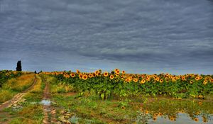 Preview wallpaper field, road, sunflowers, clouds, landscape