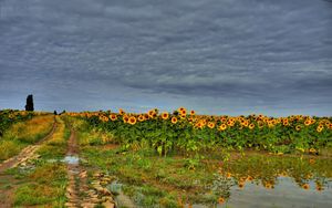 Preview wallpaper field, road, sunflowers, clouds, landscape