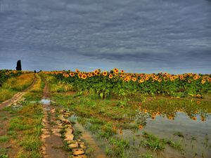 Preview wallpaper field, road, sunflowers, clouds, landscape