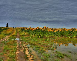 Preview wallpaper field, road, sunflowers, clouds, landscape