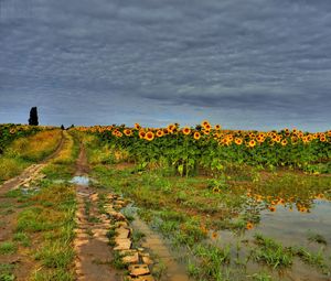Preview wallpaper field, road, sunflowers, clouds, landscape