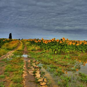 Preview wallpaper field, road, sunflowers, clouds, landscape