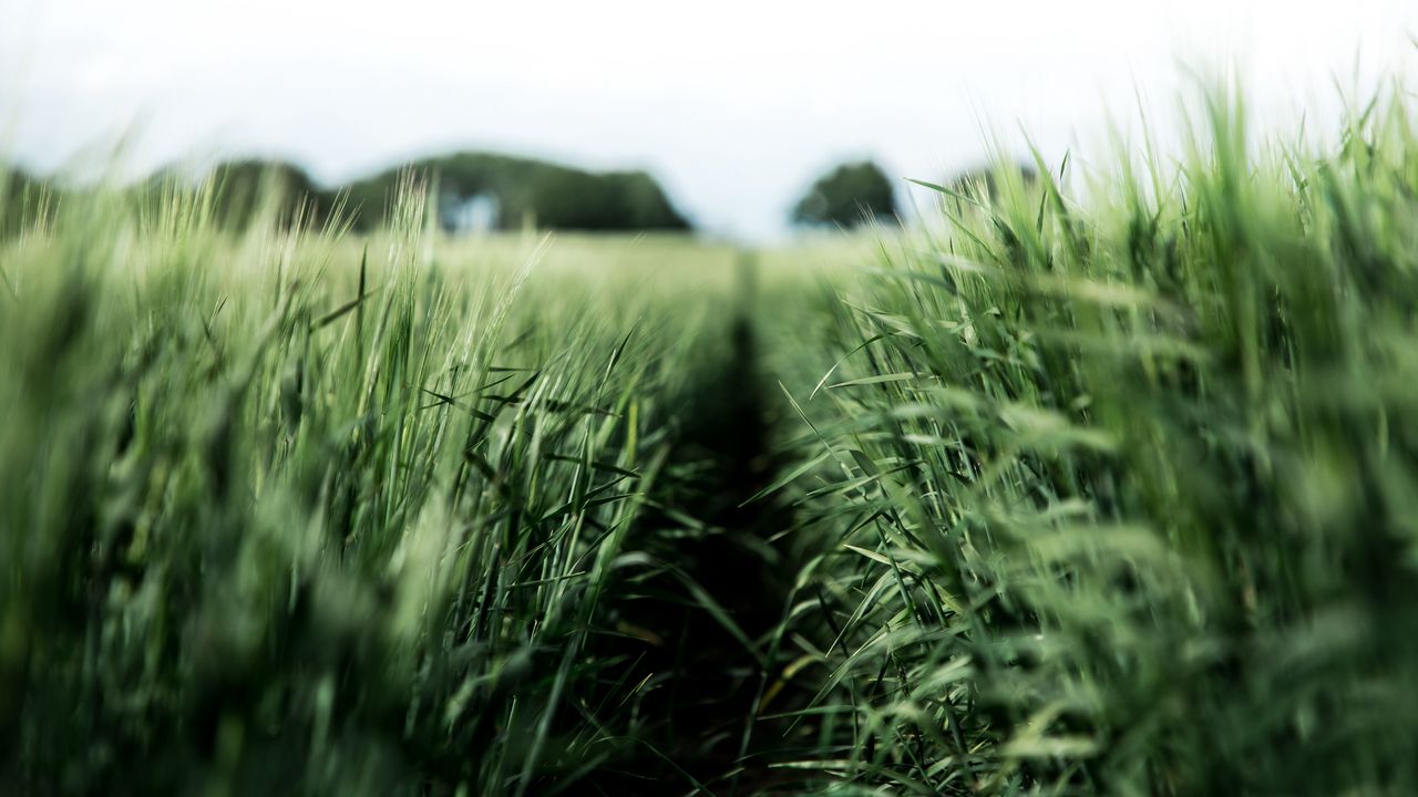 Wallpaper field, rye, green, nature, agriculture