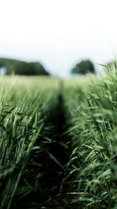 Preview wallpaper field, rye, green, nature, agriculture
