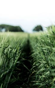 Preview wallpaper field, rye, green, nature, agriculture