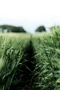 Preview wallpaper field, rye, green, nature, agriculture