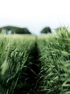 Preview wallpaper field, rye, green, nature, agriculture