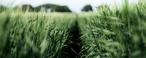 Preview wallpaper field, rye, green, nature, agriculture